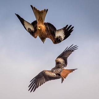 Red Kites in Flight