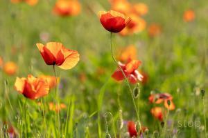 Field of Poppies